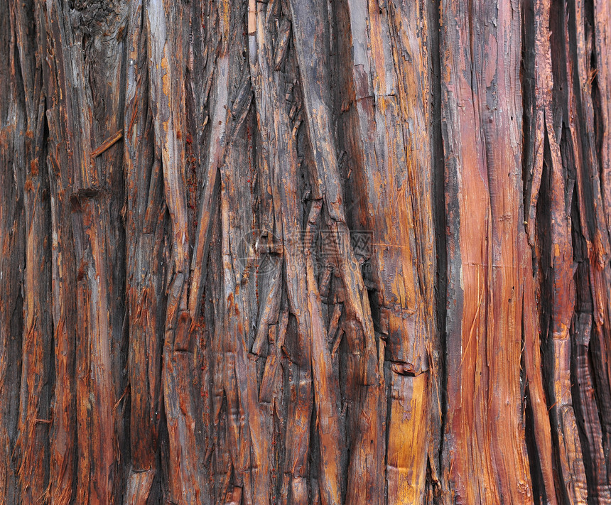 条边框纹理木头树干林地植物树木宏观日志图片