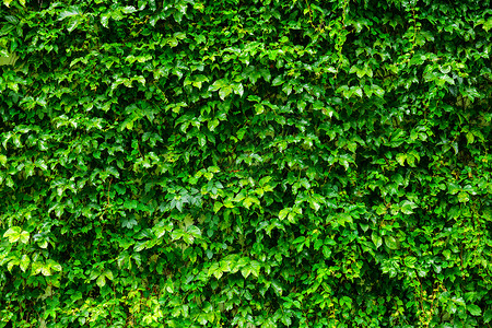 绿色植物墙壁植物绿色藤蔓背景