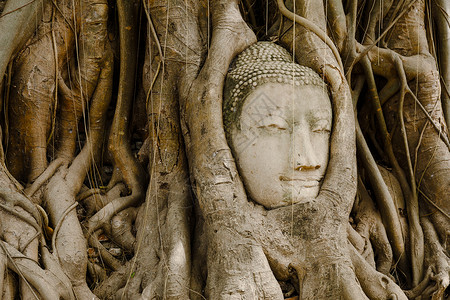 在Ayutthaya的旧树上 头上戴着布丁头的老树榕树树根精神雕像地标佛头纪念碑废墟文化宗教背景图片