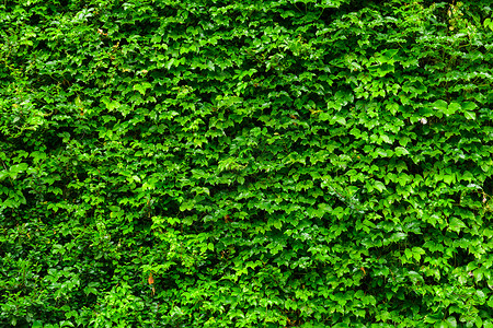绿色植物墙壁绿色植物藤本植物藤蔓叶子背景图片