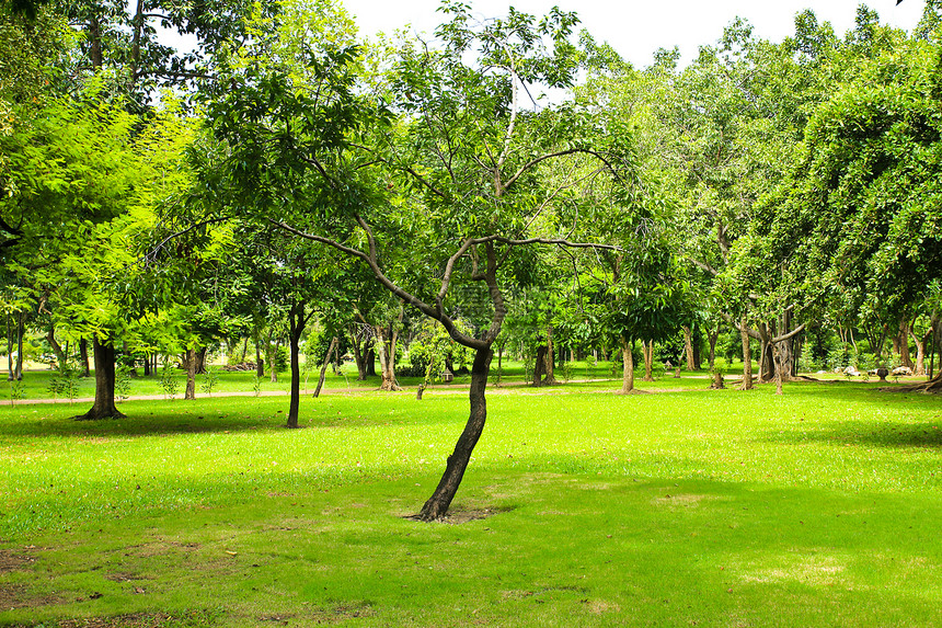 公园绿树季节风景森林木头植物美丽草地土地环境叶子图片