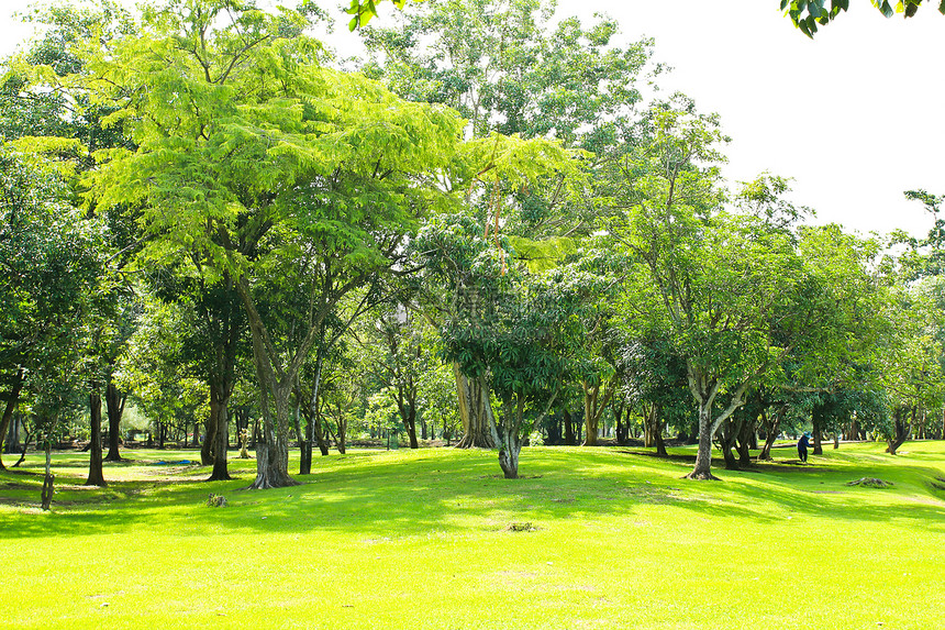 公园绿树森林场地叶子花园环境草地土地风景树木绿色图片