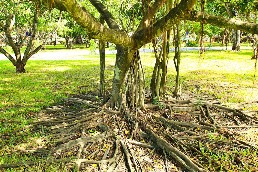 树根环境丛林绿色木头植物学植物树干森林叶子公园图片