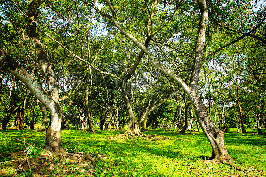 公园绿树美丽土地场地树木环境花园森林植物草地木头图片
