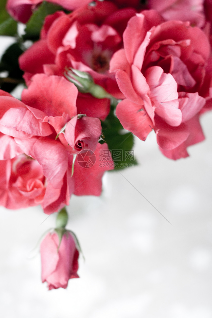 白色背景的玻璃花瓶中的粉红玫瑰包树叶礼物庆典玫瑰绿色惊喜红色植物群图片
