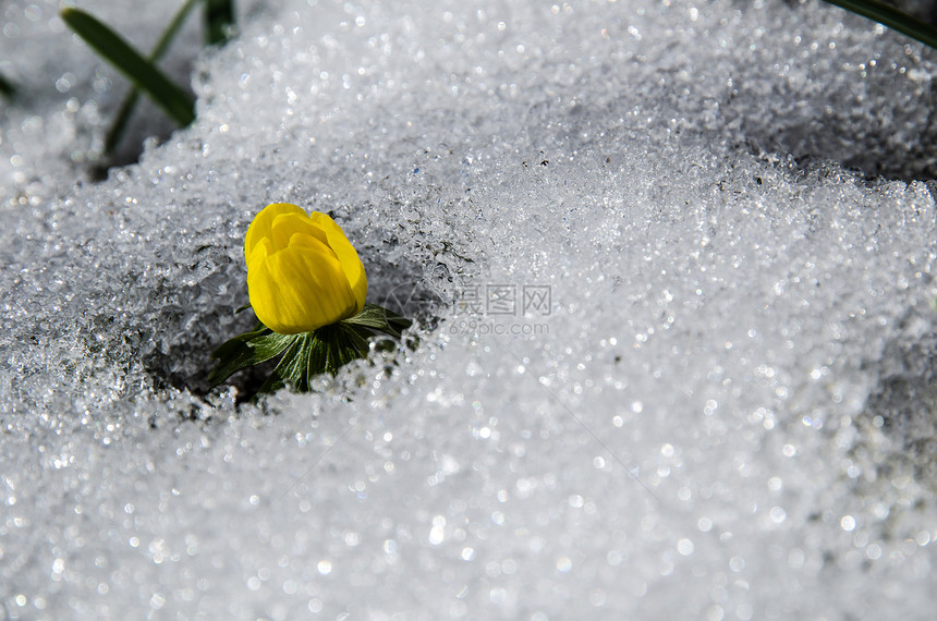 融雪中的花朵图片