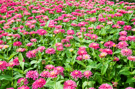 葛平鬼畜素材平克葛贝拉花背景