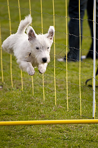 狗竞赛运动宠物赛车训练小狗学校动物跑道秀场高清图片
