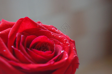 玫瑰摄影水滴红色背景图片