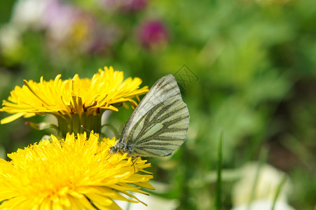 蝴蝶黄色绿色背景图片