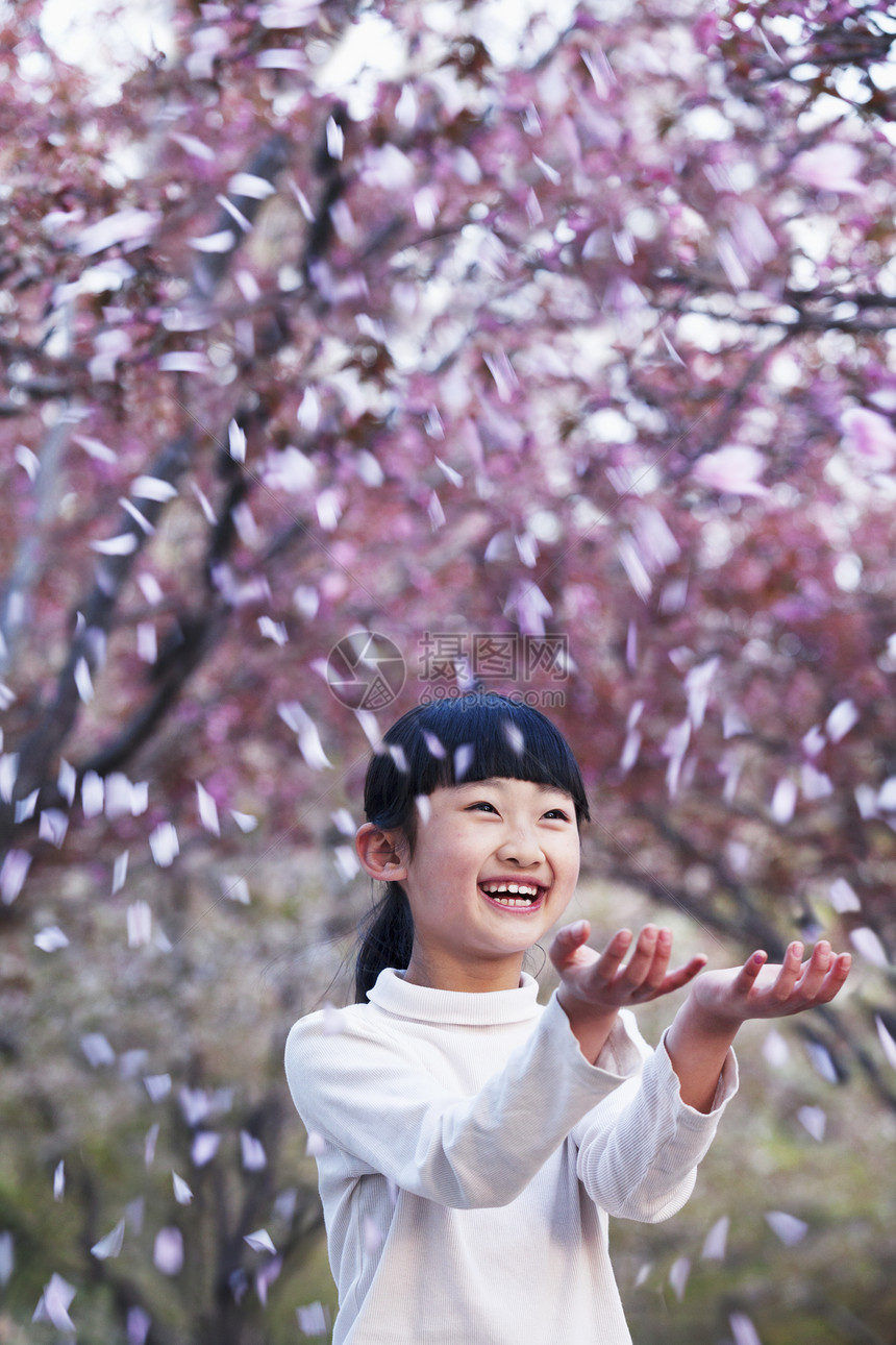 快乐的年轻女孩 在春天在公园里 把樱花花瓣扔到外面的空气中微笑脆弱性马尾辫女孩们摄影服装休闲棕色刘海双臂图片
