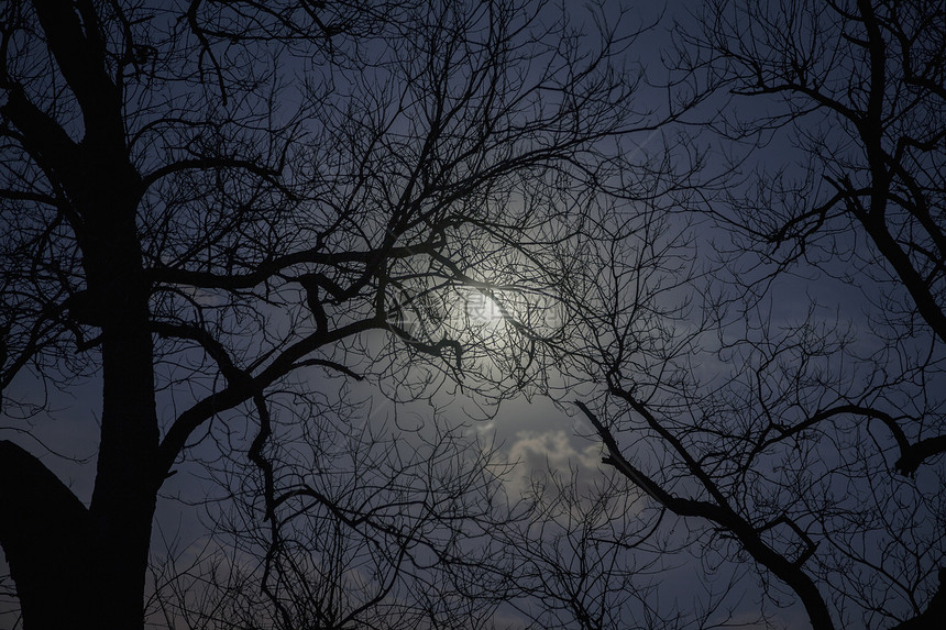 月光下树木的轮廓公园旅游分支机构省会视图田园目的地低角度月亮水平图片