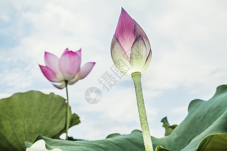 中国粉粉莲花紧闭水平生长摄影花瓣花头粉色荷花视图脆弱性低角度背景图片