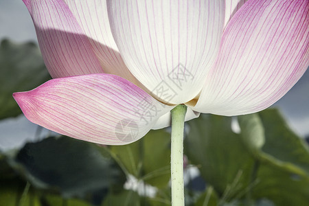 中国粉粉莲花紧闭摄影荷花前景叶子水平脆弱性生长水生植物植物粉色背景图片