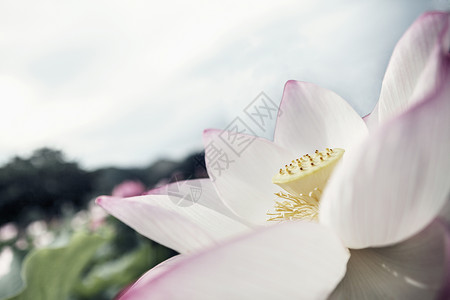 中国粉粉莲花紧闭粉色生长荷花植物脆弱性水平天空花瓣倾斜花头背景图片