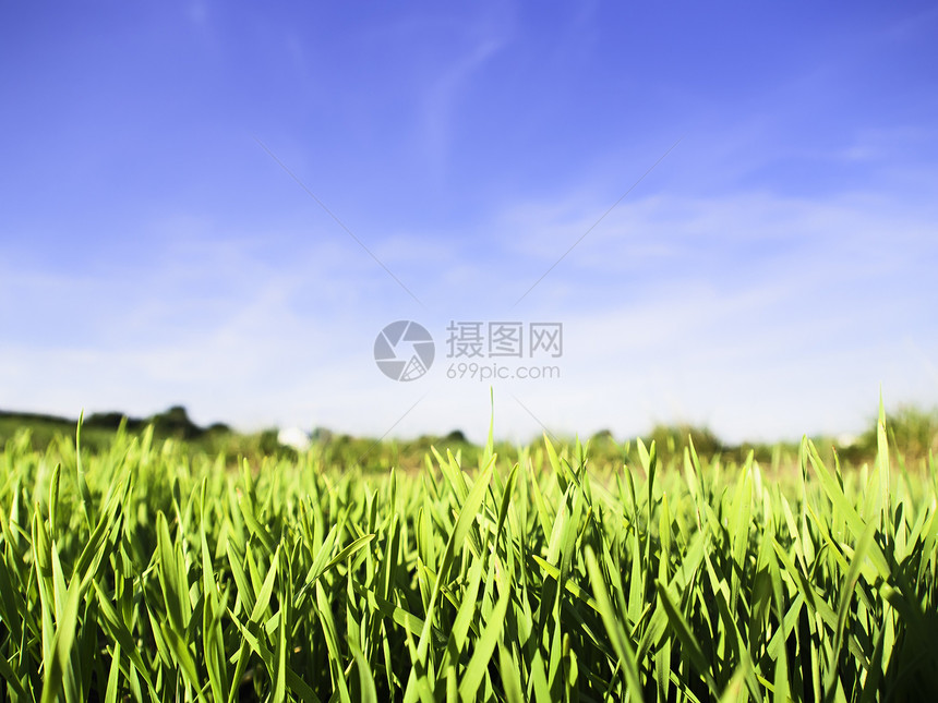 绿草和蓝天空环境草地生活场景蓝色场地花园太阳生长生产图片