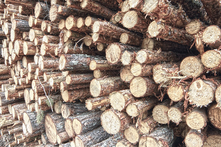新鲜砍伐的树木原木天鹅林地燃料破坏硬木针叶生态贮存树干木桩木栈高清图片素材