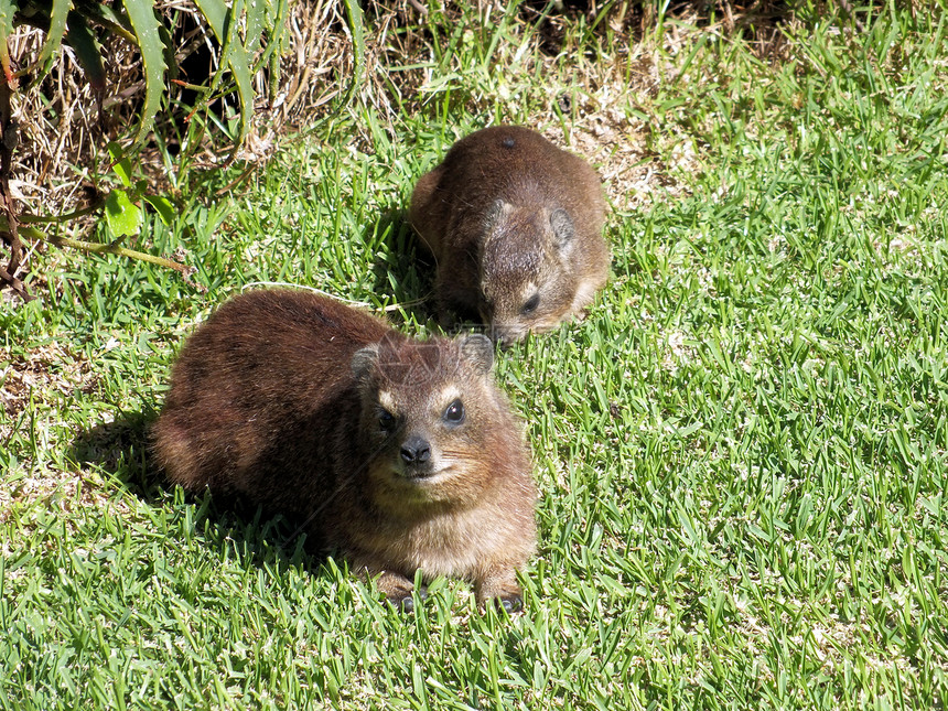 摇滚海勒哺乳动物动物蹄兔毛皮棕色野生动物荒野达西们石头头发图片