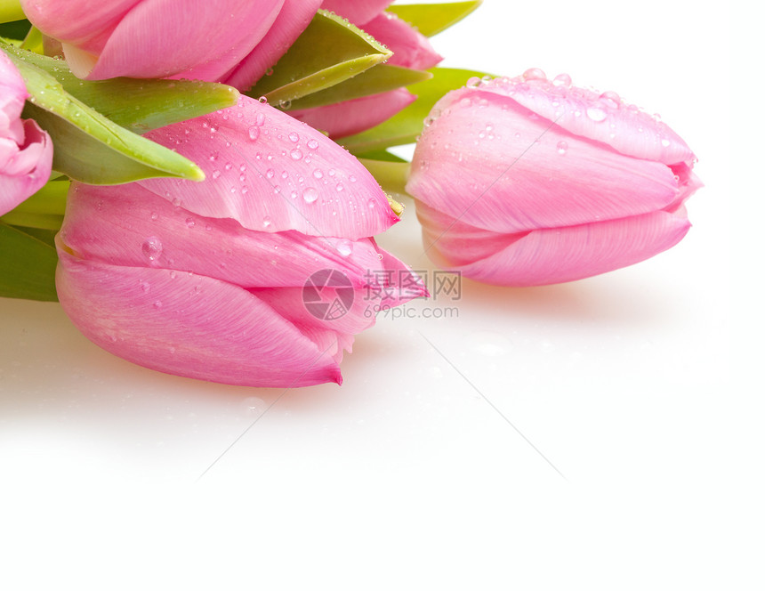 图利页粉色花朵白色花束花瓣礼物植物图片