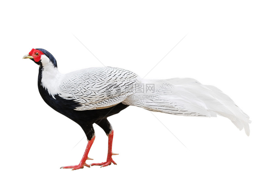 银花类夜色野生动物羽毛翅膀公鸡白色枝条野鸡红色动物群图片