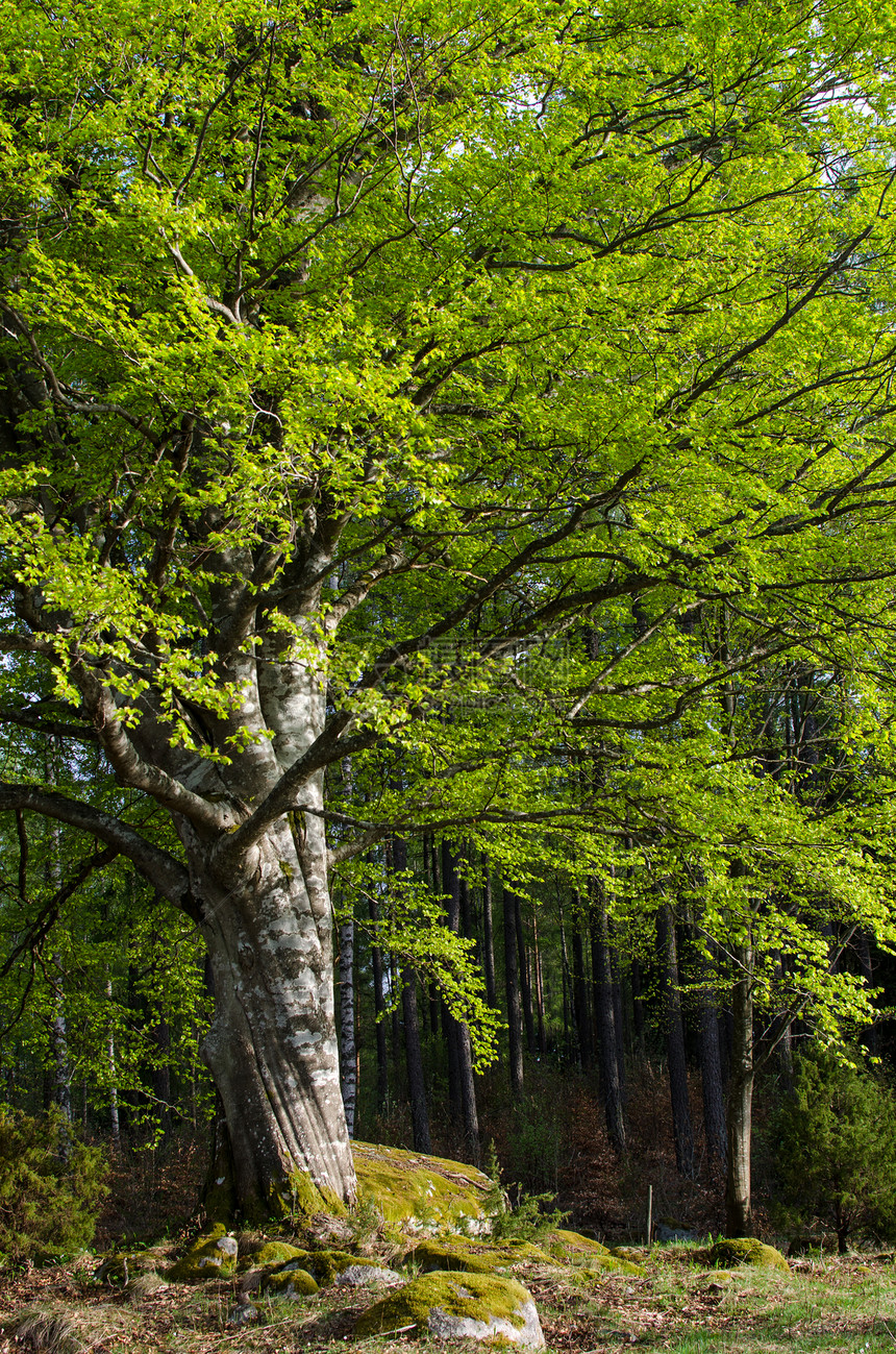 大树森林树木太阳林地阳光树干山毛榉环境苔藓石头图片