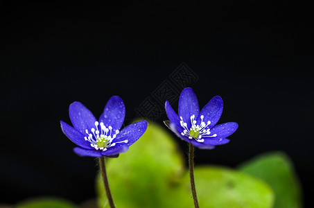 花朵美丽花瓣生长蓝色宏观花园紫丁香紫色植物群园艺肝病背景图片