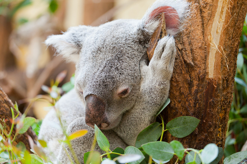 一只熊在树枝上坐着 睡着毛皮动物园濒危绿色野生动物睡眠树木哺乳动物灰色旅行图片