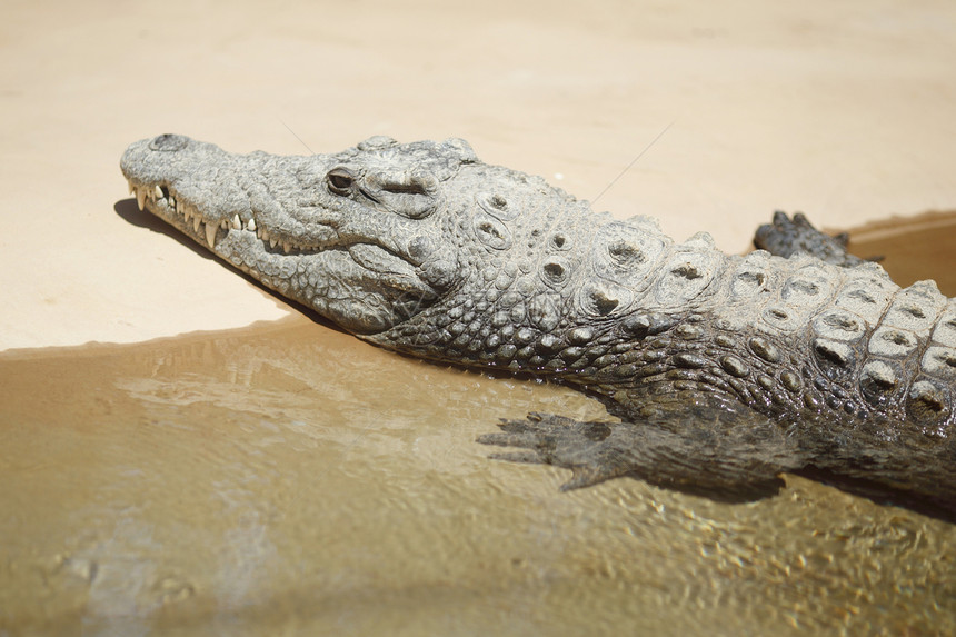 沙上鳄鱼沼泽皮肤荒野生物海滩危险热带公园力量两栖图片