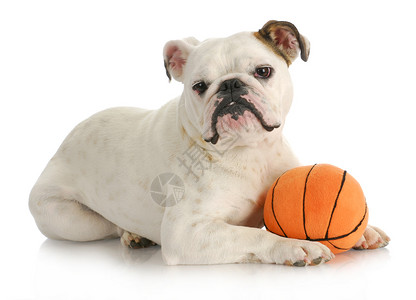 动物篮球素材带球的狗狗鼻子出牙期爪子英语宠物说谎动物斗牛犬篮球哺乳动物背景