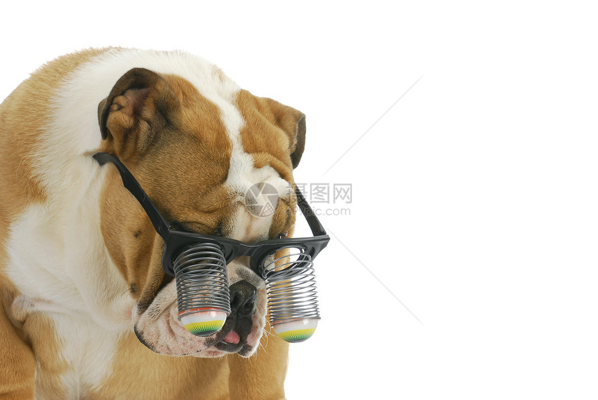 戴滑稽眼镜的小狗狗图片