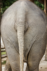 大象背面荒野尾巴屁股身体皮肤灰色皮革哺乳动物背景图片