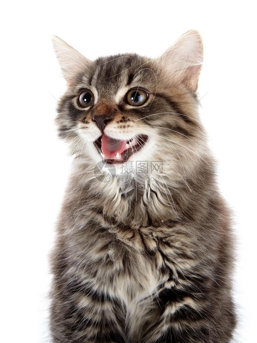 一条条纹毛绒猫的肖像图片