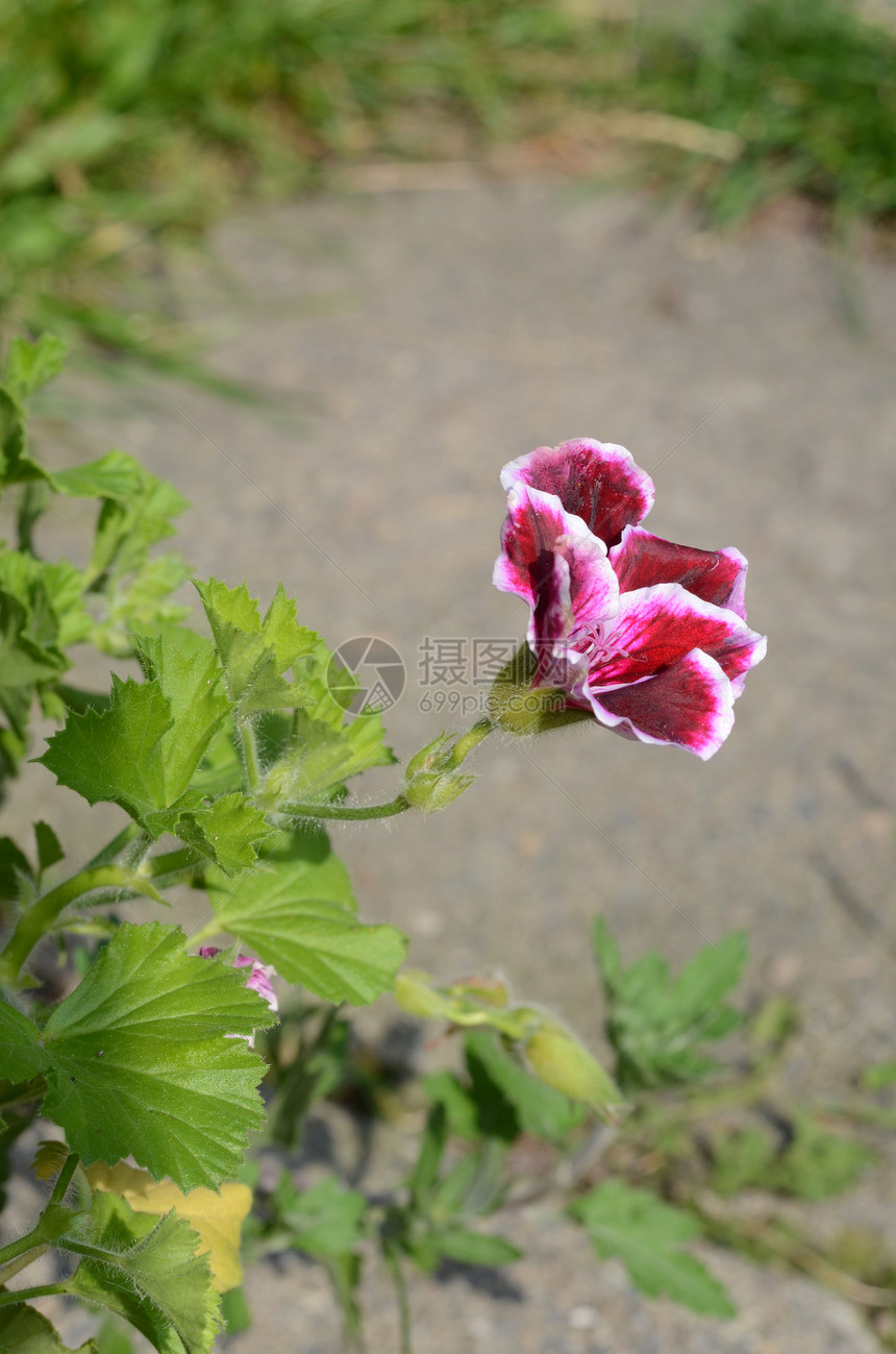 天竺葵园艺红色绿色花园植物群叶子粉色美丽花坛植物图片