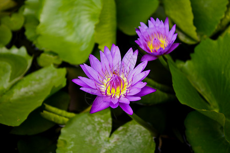 蓝色莲花紫色莲花在公园里冥想池塘花瓣荷花太阳植物莲花瓣蓝色季节温泉背景