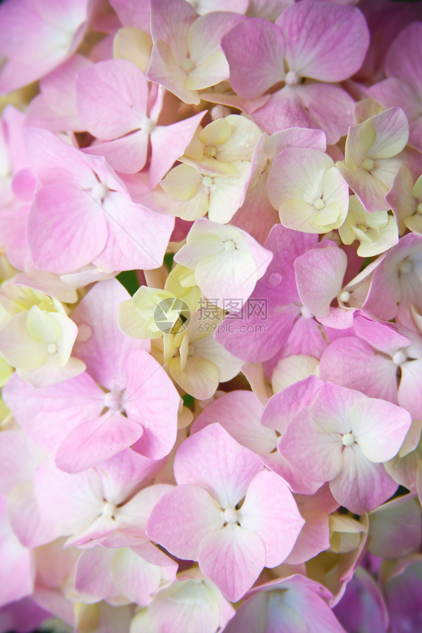粉色杂兰花a香气生态生活香味绣球花植物花序植物群季节紫色图片