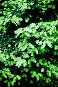 松树森林雨滴美丽露水园艺植物针叶林折射庆典绿色图片素材