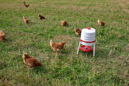 免费养鸡素材自由范围有机鸡动物饲养场羽毛母鸡养鸡农田免费牧场场地农场背景