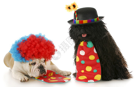 滑稽小丑两个小丑哺乳动物斗牛犬帽子展示英语领带假发戏服乐趣动物背景