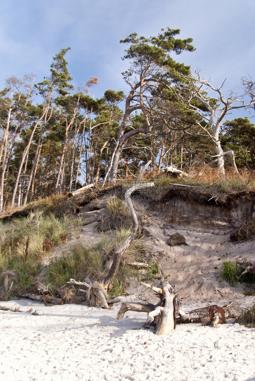 波罗的海海滩海岸天空森林松树树木沙滩海滩植物自然保护区娱乐图片