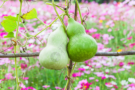 新鲜的卡勒巴什语Name生产食品叶子蔬菜水果藤蔓壁球食物隧道背景图片