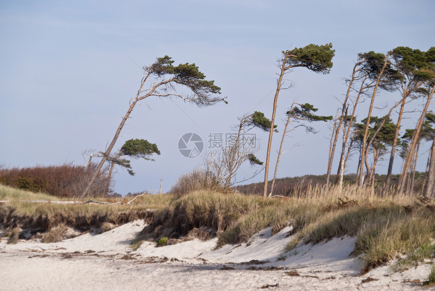 波罗的海海滩树木沙滩海岸海滩天空娱乐蓝色松树植物森林图片