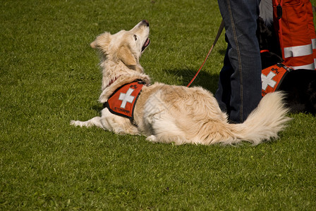 救援犬中队宠物庇护所小狗收容所赈灾灾难动物庇护犬保护山脉背景