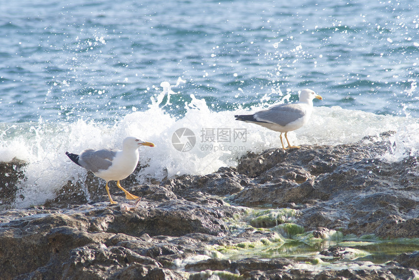 粗糙海岸线岩石上的海鸥旅行泡沫冲浪海景荒野危险蓝色动物海浪飞行图片