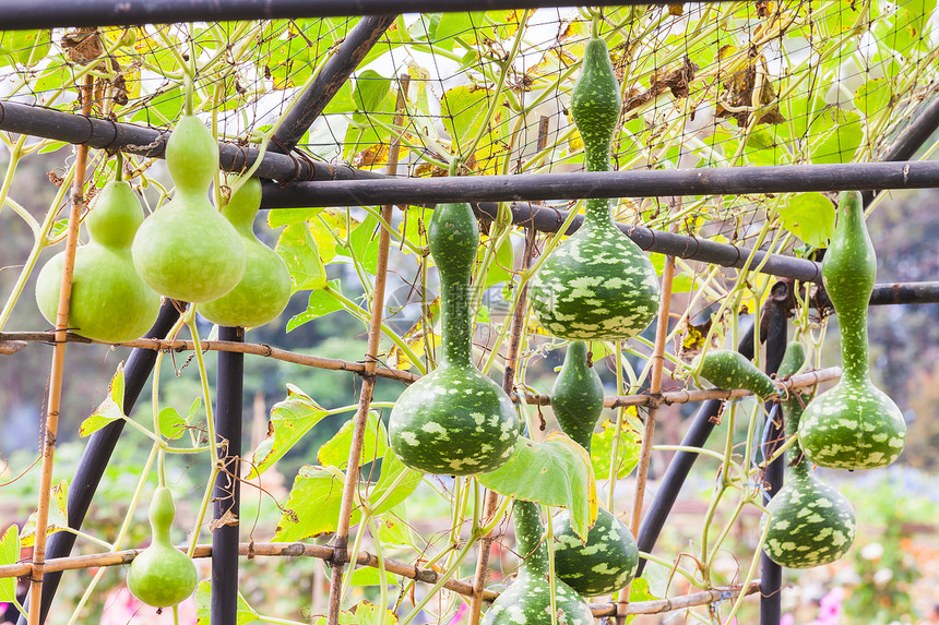 新鲜的卡勒巴什语Name水果葫芦营养竹子维生素收成杂货店食物南瓜蔬菜图片