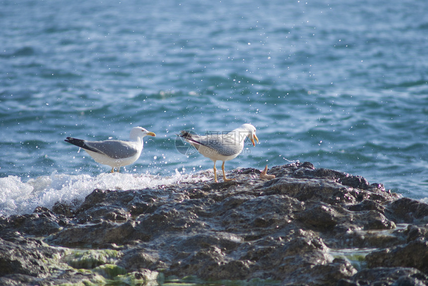 粗糙海岸线岩石上的海鸥地平线力量海浪支撑海岸危险旅行殖民地动物风暴图片