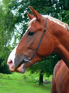 年轻马匹肖像活力宠物警惕家畜骑术哺乳动物动物城市草地棕色背景图片