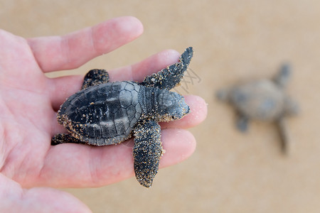 海洋乌龟洛格海龟宝宝濒危海洋海洋生物海滩热带乌龟爬虫新生救援毅力背景