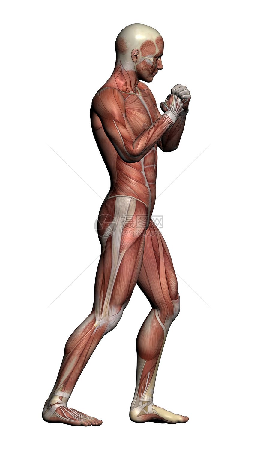 人体解剖男性肌肉保健解剖学教育男士生物学科学医疗医学绘画插图图片