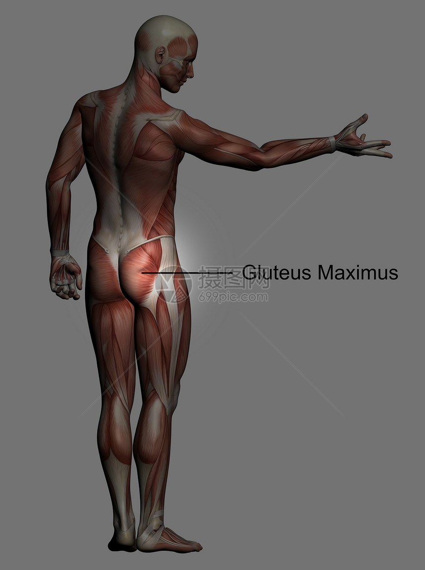 人体解剖男性肌肉医疗科学医学生物学男士教育绘画解剖学插图保健图片