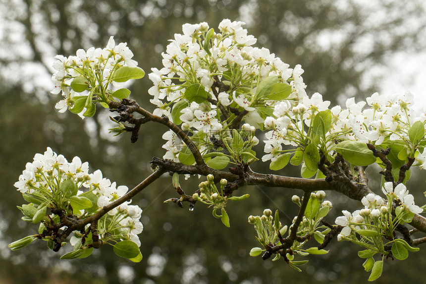 梨花花季节性植物宏观白色季节雌蕊植物群绿色生长花瓣图片